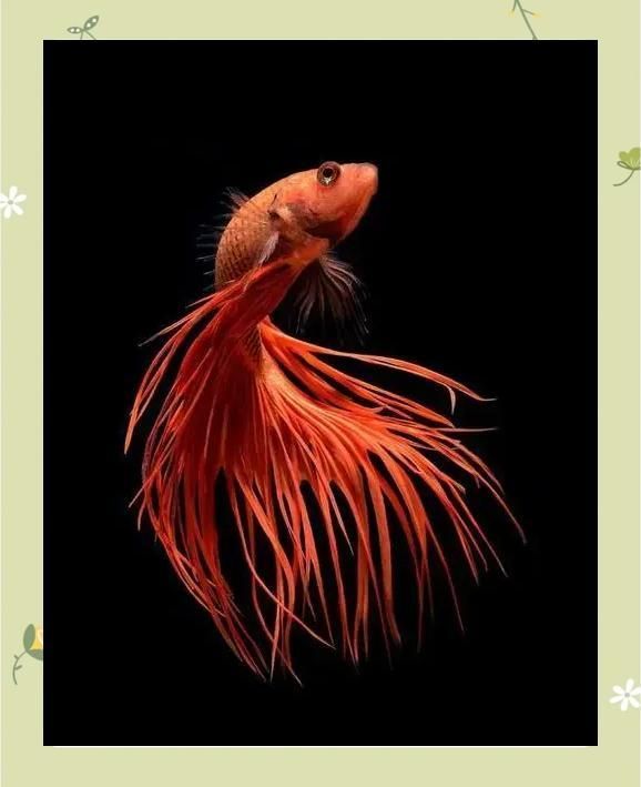 紅龍魚炸鱗時應該如何護理，紅龍魚炸鱗的三大原因及解決方法