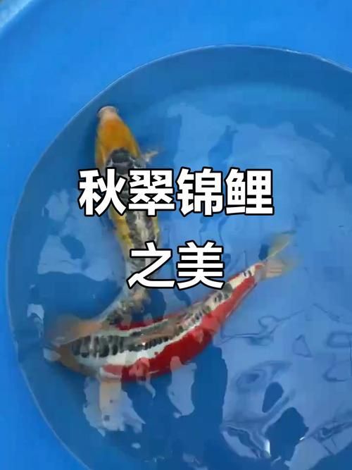大正三色錦鯉的變種中哪個最珍貴？，大正三色錦鯉哪個最珍貴彩鰈mpg1800-1 大正三色錦鯉的變種中哪個最珍貴？，大正三色錦鯉哪個最珍貴彩鰈mpg1800-1 龍魚百科 第9張