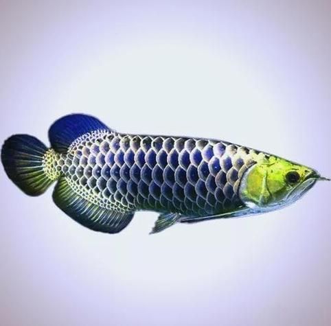 高背金龍魚(yú)的市場(chǎng)價(jià)格波動(dòng),高背金龍魚(yú)市場(chǎng)價(jià)格波動(dòng), 龍魚(yú)百科 第5張 高背金龍魚(yú)的市場(chǎng)價(jià)格波動(dòng),高背金龍魚(yú)市場(chǎng)價(jià)格波動(dòng), 高背金龍魚(yú)的市場(chǎng)價(jià)格波動(dòng),高背金龍魚(yú)市場(chǎng)價(jià)格波動(dòng), 龍魚(yú)百科 第5張