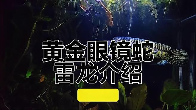 雷龍魚有哪些常見品種，雷龍魚有哪些常見品種,