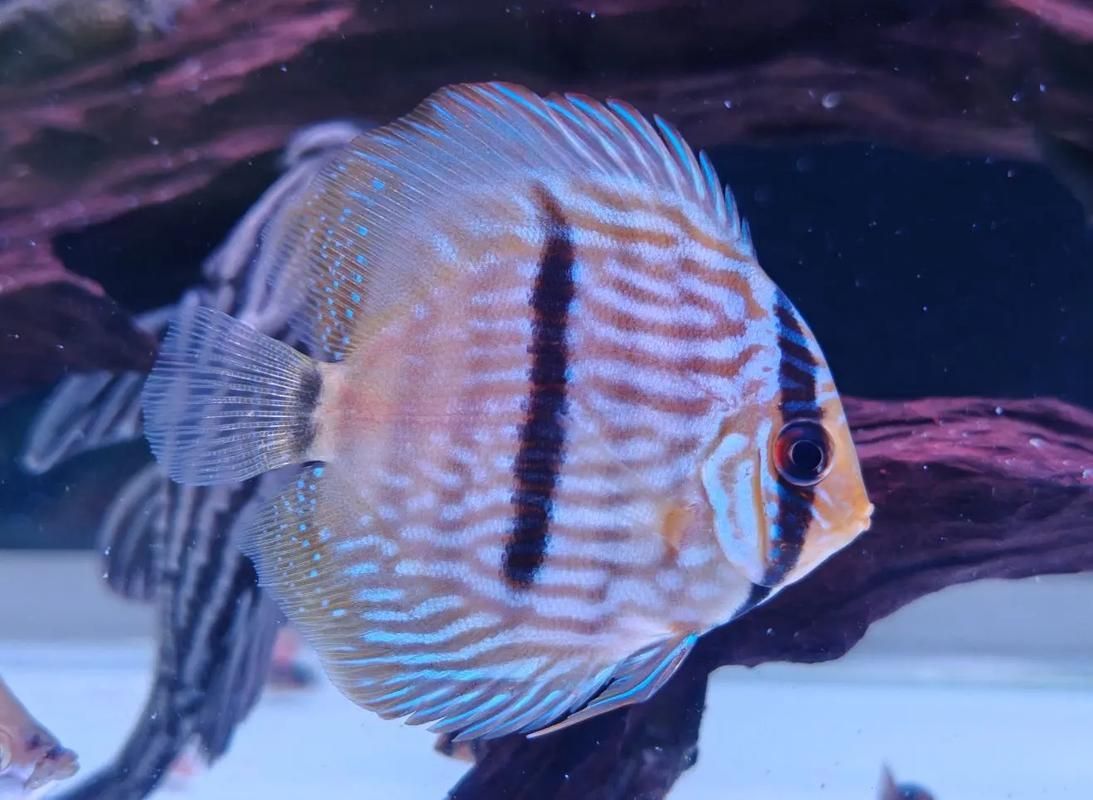 野彩魚的市場價格如何,野彩魚市場價格如何 龍魚百科 第2張 野彩魚的市場價格如何,野彩魚市場價格如何 野彩魚的市場價格如何,野彩魚市場價格如何 龍魚百科 第2張
