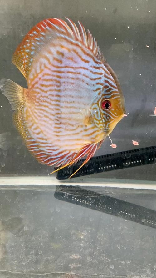 野彩魚的市場價格如何,野彩魚市場價格如何 龍魚百科 第4張 野彩魚的市場價格如何,野彩魚市場價格如何 野彩魚的市場價格如何,野彩魚市場價格如何 龍魚百科 第4張