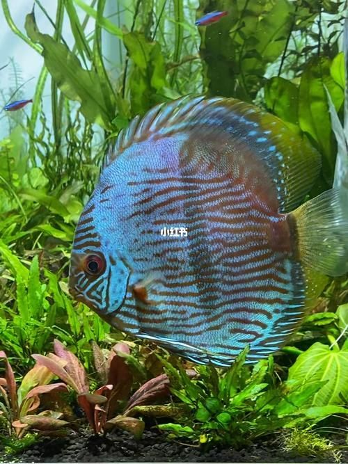 野彩魚的市場價格如何,野彩魚市場價格如何 龍魚百科 第5張 野彩魚的市場價格如何,野彩魚市場價格如何 野彩魚的市場價格如何,野彩魚市場價格如何 龍魚百科 第5張