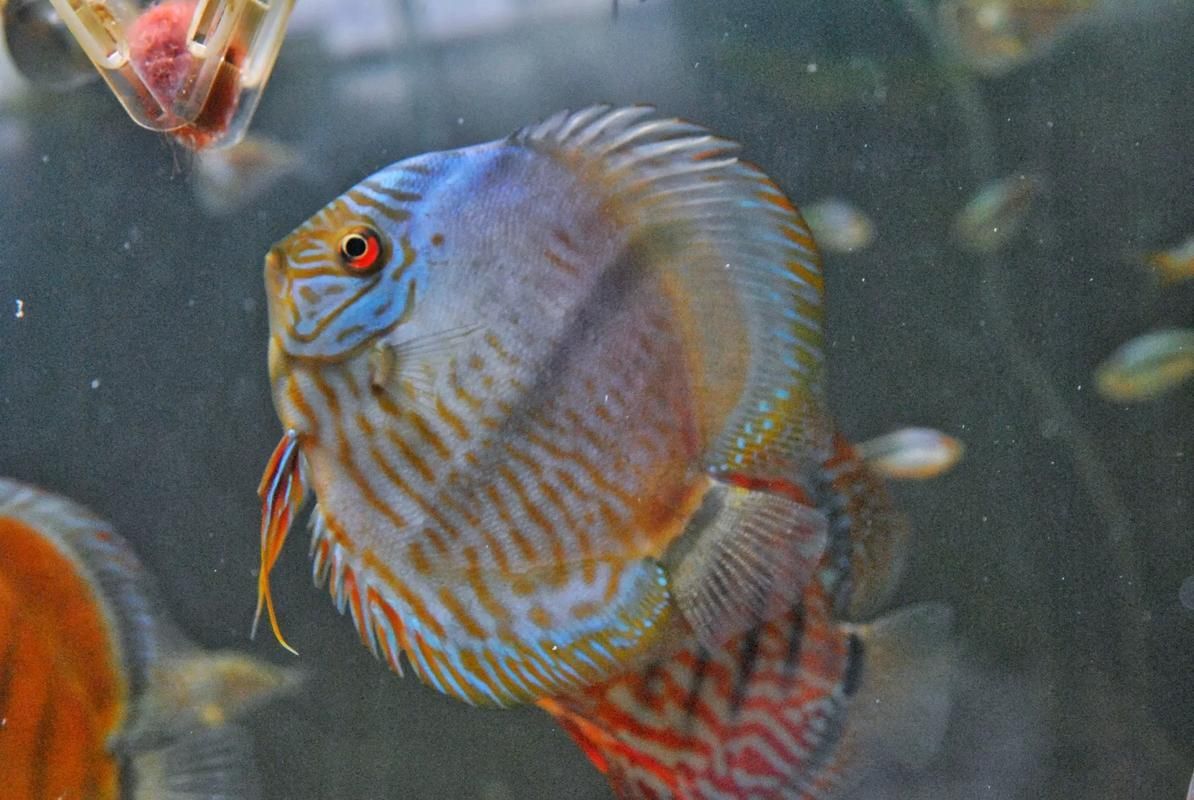 野彩魚的市場價格如何，野彩魚市場價格如何