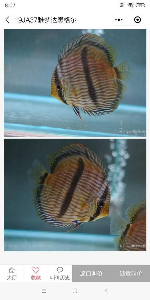 野彩魚的市場價格如何,野彩魚市場價格如何 龍魚百科 第3張 野彩魚的市場價格如何,野彩魚市場價格如何 野彩魚的市場價格如何,野彩魚市場價格如何 龍魚百科 第3張