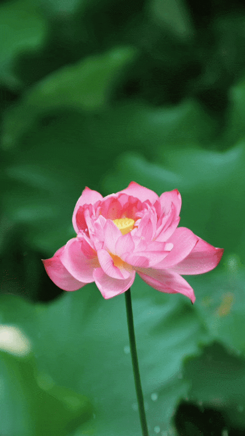 推薦一些高清的風景動態壁紙，尋找高清風景動態壁紙時，您會發現這些壁紙不僅能美化您的設備屏幕 推薦一些高清的風景動態壁紙，尋找高清風景動態壁紙時，您會發現這些壁紙不僅能美化您的設備屏幕 龍魚百科 第3張