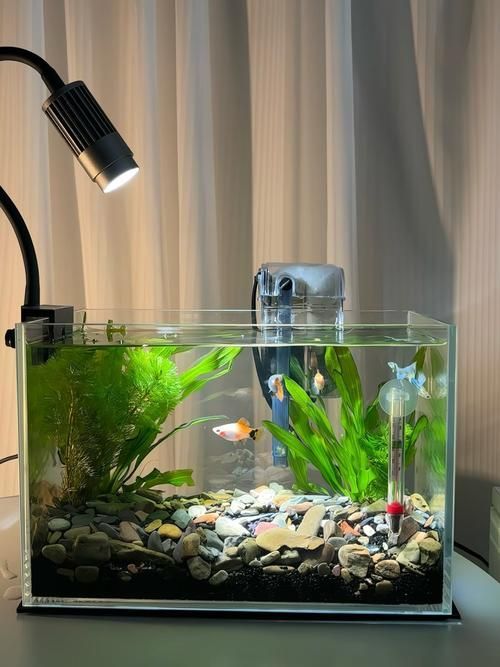 有沒有這些品牌魚缸的尺寸推薦？，魚缸尺寸怎么選擇？ 有沒有這些品牌魚缸的尺寸推薦？，魚缸尺寸怎么選擇？ 龍魚百科 第16張