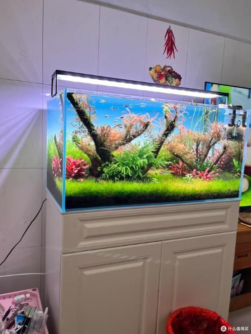 有沒有這些品牌魚缸的尺寸推薦？，魚缸尺寸怎么選擇？ 有沒有這些品牌魚缸的尺寸推薦？，魚缸尺寸怎么選擇？ 龍魚百科 第19張