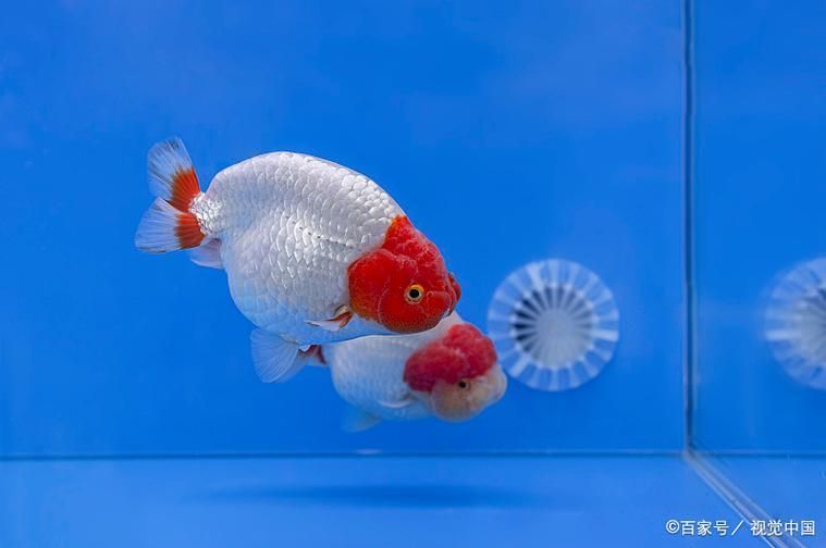 如何區(qū)分幼年翡翠鳳凰魚的性別？，“翡翠鳳凰魚（pelvicachromistaeniatus）學名