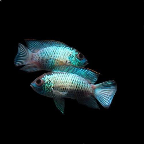 如何區(qū)分幼年翡翠鳳凰魚的性別？，“翡翠鳳凰魚（pelvicachromistaeniatus）學名
