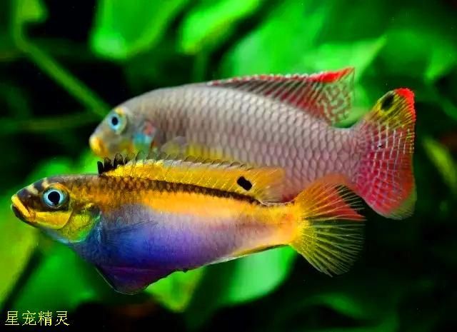 如何區(qū)分幼年翡翠鳳凰魚的性別？，“翡翠鳳凰魚（pelvicachromistaeniatus）學名