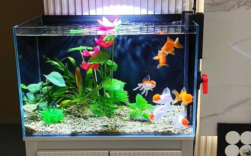 給我一些家庭水族箱布置的圖片，家庭水族箱如何布置