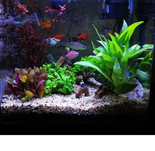 給我一些家庭水族箱布置的圖片，家庭水族箱如何布置