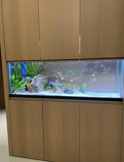 給我一些家庭水族箱布置的圖片，家庭水族箱如何布置