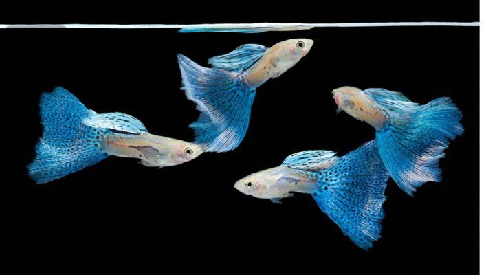 如何預(yù)防魚(yú)爛尾感染，如何科學(xué)預(yù)防魚(yú)爛尾感染 如何預(yù)防魚(yú)爛尾感染，如何科學(xué)預(yù)防魚(yú)爛尾感染 龍魚(yú)百科 第4張