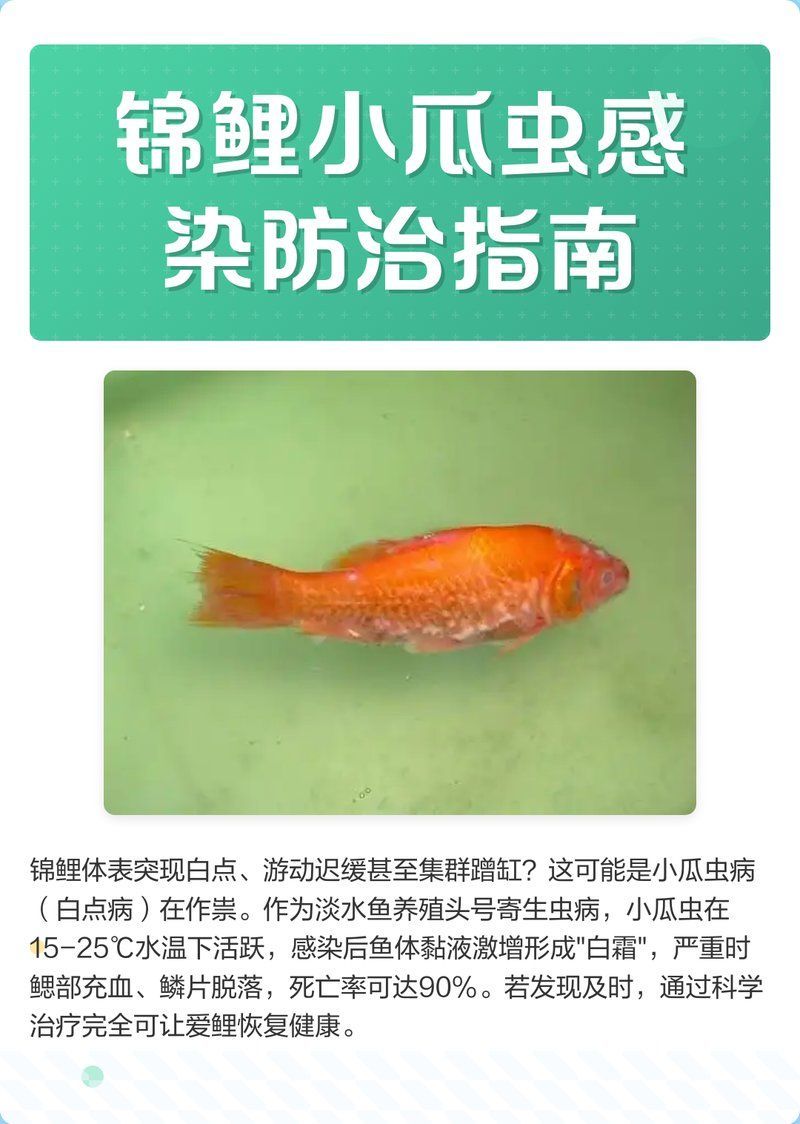 錦鯉寄生蟲如何治療，錦鯉寄生蟲如何治療調用工具 錦鯉寄生蟲如何治療，錦鯉寄生蟲如何治療調用工具 龍魚百科 第9張