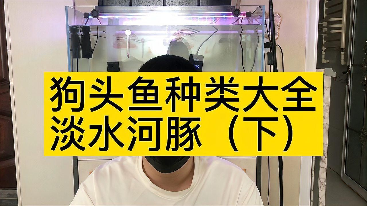 狗頭魚，印尼小紅龍的飼養(yǎng)技巧:狗頭魚得名“狗頭魚”
