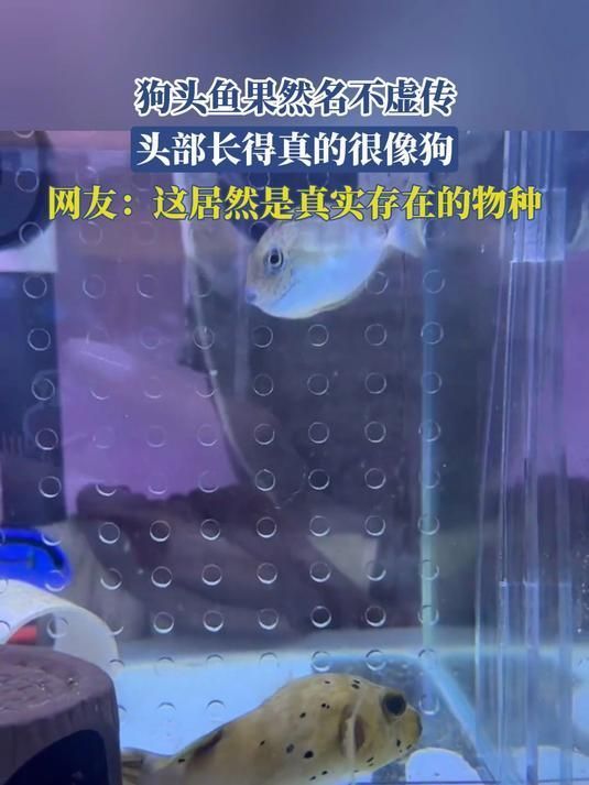 狗頭魚，印尼小紅龍的飼養(yǎng)技巧:狗頭魚得名“狗頭魚”