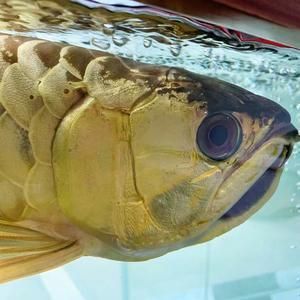 哪個龍魚品牌性價比最高？ 哪個龍魚品牌性價比最高？ 龍魚百科 第13張