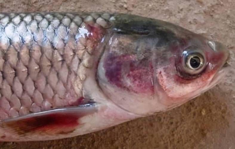 魚充血后如何治療，魚充血后如何治療精準干預，魚充血后的治療方法與治療 魚充血后如何治療，魚充血后如何治療精準干預，魚充血后的治療方法與治療 龍魚百科 第4張