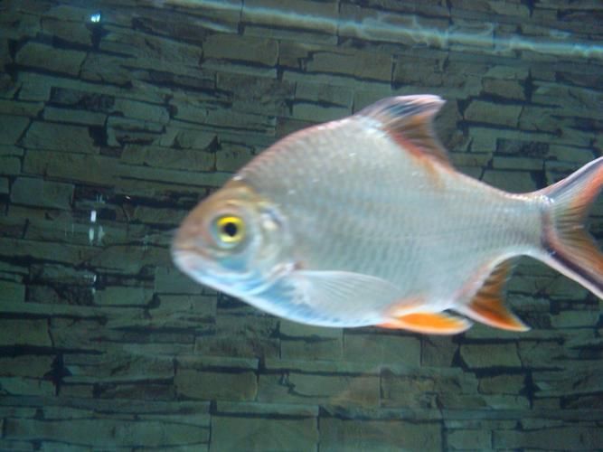 如何判斷泰國雪鯽魚是否健康?,如何判斷泰國雪鯽魚是否“健康” 龍魚百科 第2張 如何判斷泰國雪鯽魚是否健康?,如何判斷泰國雪鯽魚是否“健康” 如何判斷泰國雪鯽魚是否健康?,如何判斷泰國雪鯽魚是否“健康” 龍魚百科 第2張