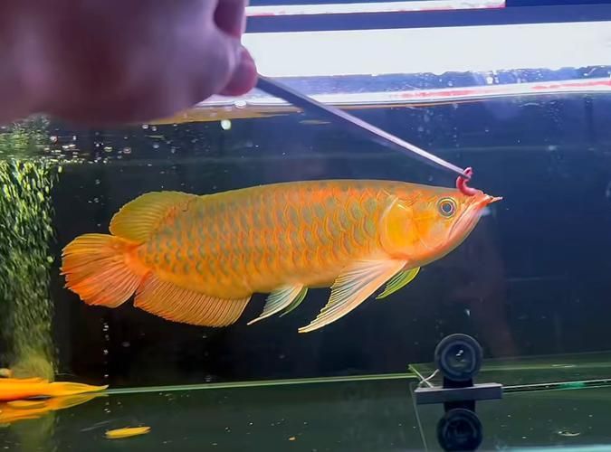 古典龍魚有哪些品種，《山海經》神秘龍魚品種大揭秘:哪種最招財松露巧克力 古典龍魚有哪些品種，《山海經》神秘龍魚品種大揭秘:哪種最招財松露巧克力 龍魚百科 第7張
