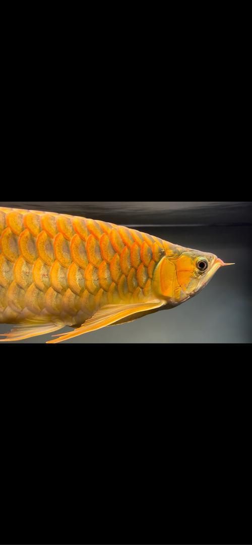 彩鰈龍魚缸哪個型號最好?,彩鰈龍魚缸哪個型號最好 龍魚百科 第5張 彩鰈龍魚缸哪個型號最好?,彩鰈龍魚缸哪個型號最好 彩鰈龍魚缸哪個型號最好?,彩鰈龍魚缸哪個型號最好 龍魚百科 第5張