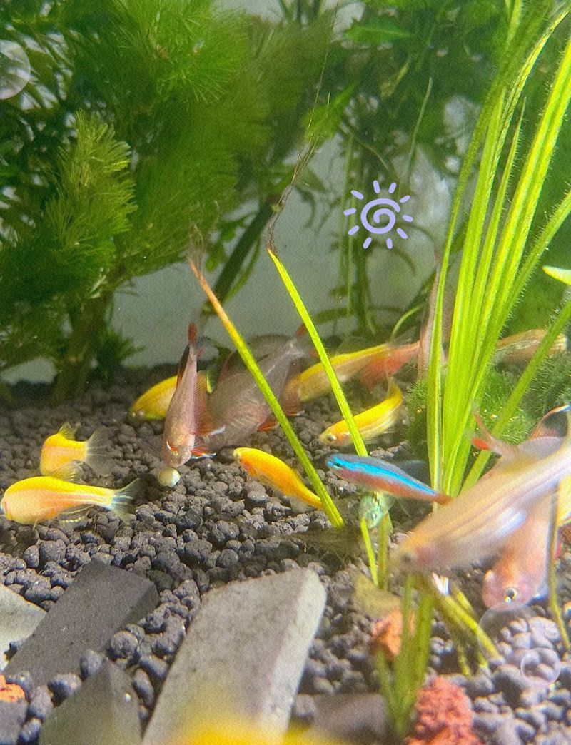 斑馬魚繁殖期如何飼養，斑馬魚繁殖期如何飼養，簡單又高效的方法