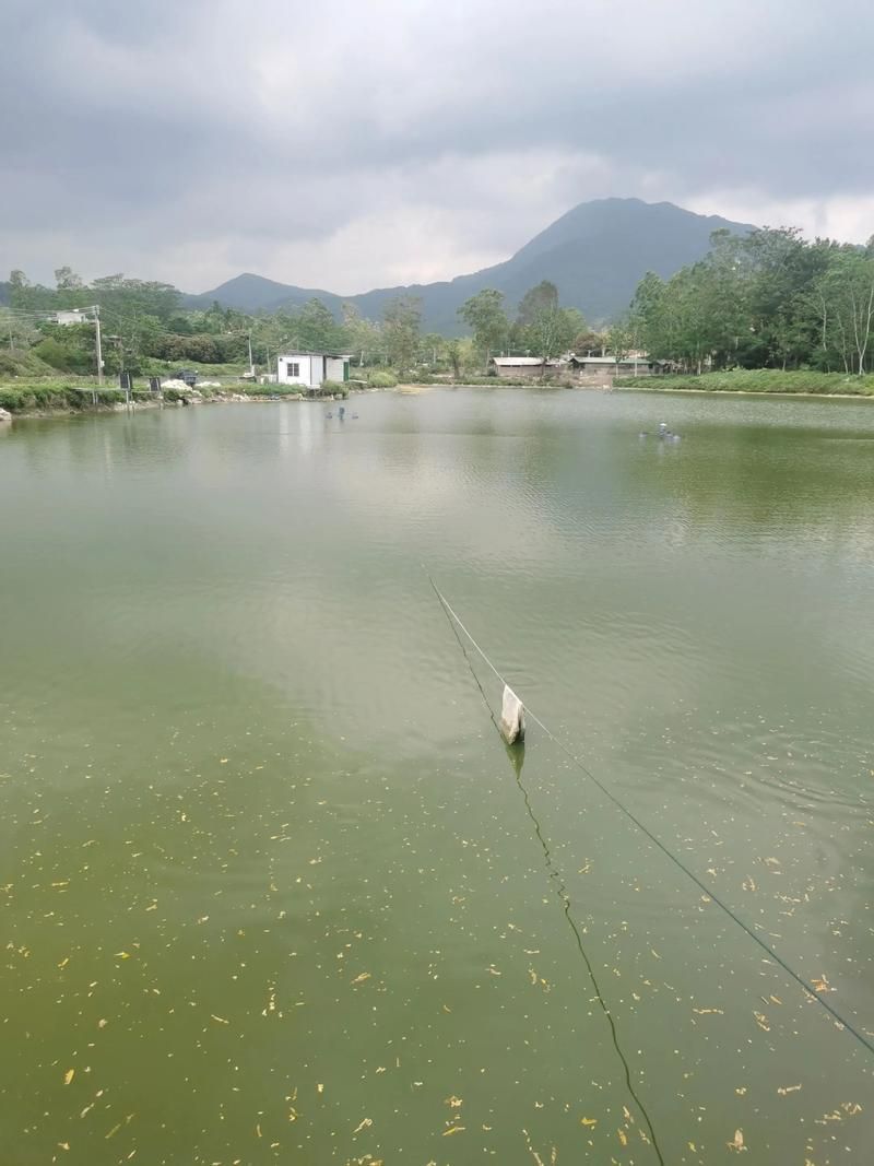 龍魚十大漁場排名有哪些依據？，龍魚十大漁場排名依據 龍魚十大漁場排名有哪些依據？，龍魚十大漁場排名依據 龍魚百科 第1張