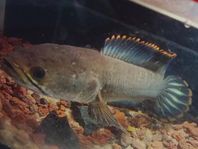 如何辨別雷龍魚的品種和品相？，如何辨別雷龍魚品相