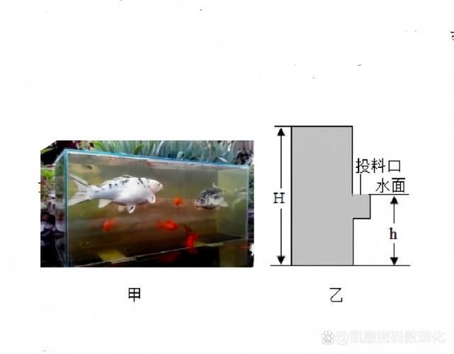 如何判斷龍魚缸的品質？，判斷一個龍魚缸是否優質，從以下幾個方面進行評估 如何判斷龍魚缸的品質？，判斷一個龍魚缸是否優質，從以下幾個方面進行評估 龍魚百科 第9張