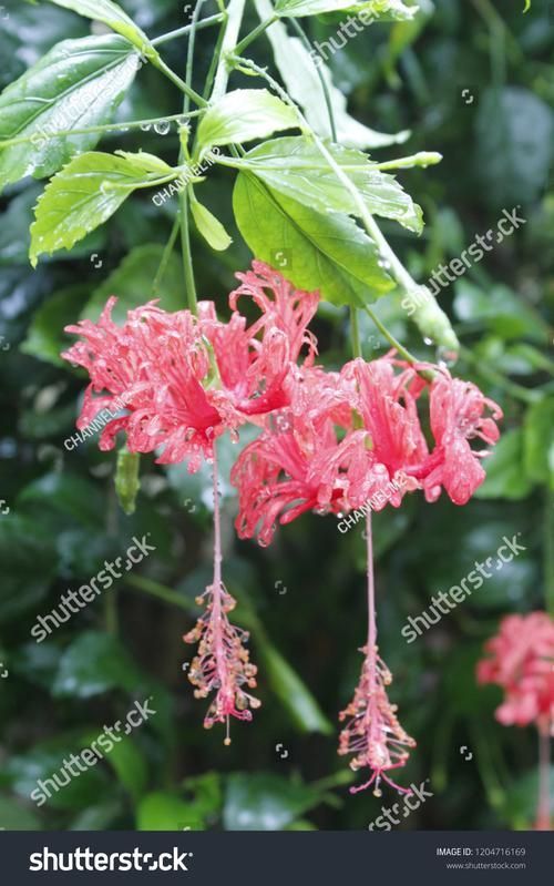 如何提高和尚魚的繁殖成功率？，和尚魚的繁殖技術 如何提高和尚魚的繁殖成功率？，和尚魚的繁殖技術 龍魚百科 第6張