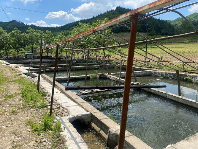 如何判斷祥龍魚場的分級標準是否可靠？，如何判斷祥龍魚場分級標準是否可靠 如何判斷祥龍魚場的分級標準是否可靠？，如何判斷祥龍魚場分級標準是否可靠 龍魚百科 第9張