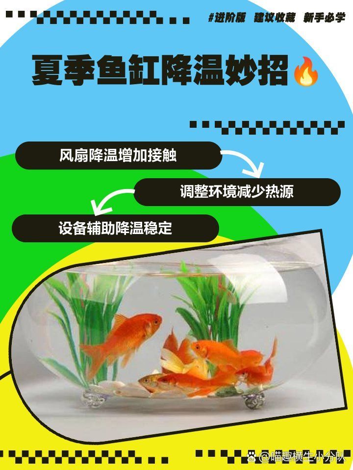 如何預防六角恐龍中暑，六角恐龍中暑預防 如何預防六角恐龍中暑，六角恐龍中暑預防 龍魚百科 第1張