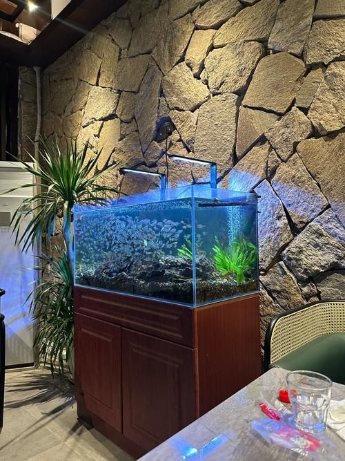 虎紋銀板魚混養需要多大的魚缸?,虎紋銀板魚混養的注意事項 龍魚百科 第2張 虎紋銀板魚混養需要多大的魚缸?,虎紋銀板魚混養的注意事項 虎紋銀板魚混養需要多大的魚缸?,虎紋銀板魚混養的注意事項 龍魚百科 第2張