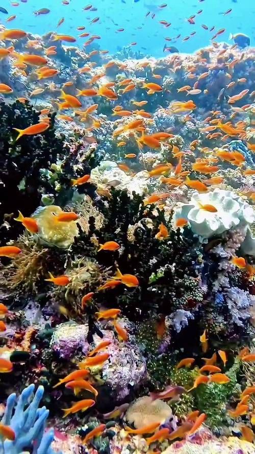 水族百科，《件族百科》之水庫召回
