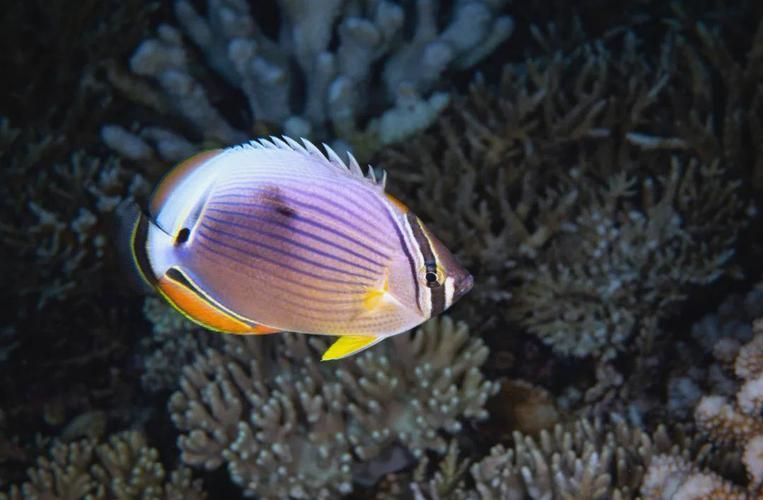水族百科，《件族百科》之水庫召回