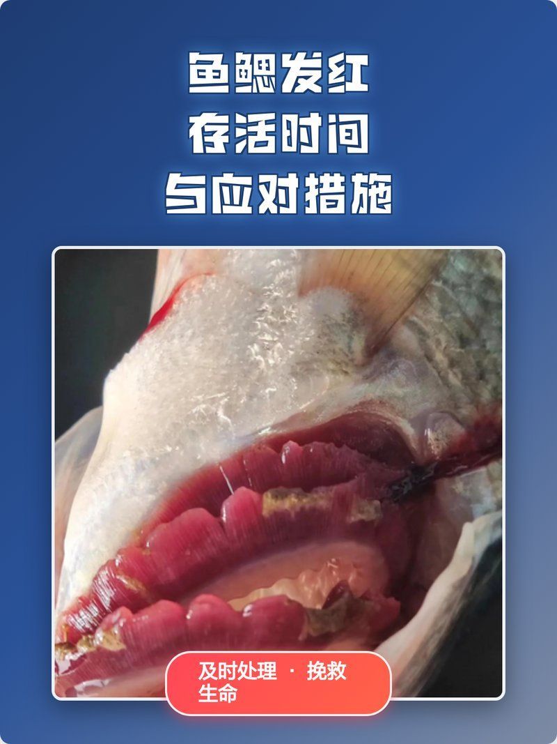 魚鰓蓋爛了能自愈嗎