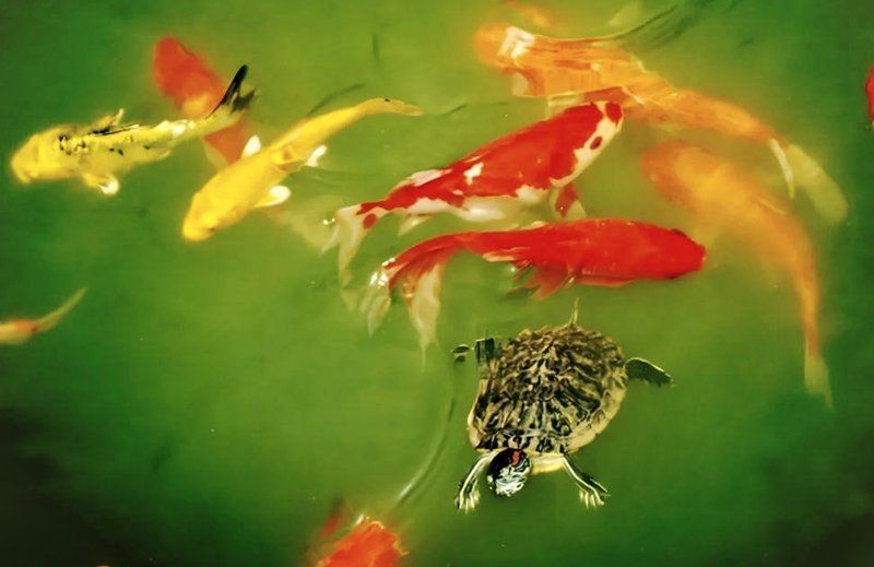 有哪些烏龜和魚可以混養(yǎng)，烏龜和魚可以混養(yǎng)嗎