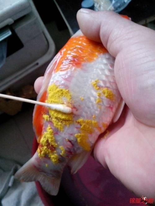 如何判斷魚是否患有腹水病，如何判斷魚是否患有腹水病患有腹水病是否患有腹水病 如何判斷魚是否患有腹水病，如何判斷魚是否患有腹水病患有腹水病是否患有腹水病 龍魚百科 第3張