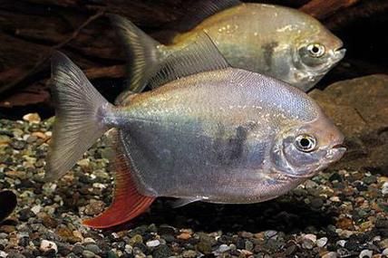 委內瑞拉紅勾丁魚的價格是多少？，委內瑞拉紅勾丁魚價格是多少？ 委內瑞拉紅勾丁魚的價格是多少？，委內瑞拉紅勾丁魚價格是多少？ 龍魚百科 第1張