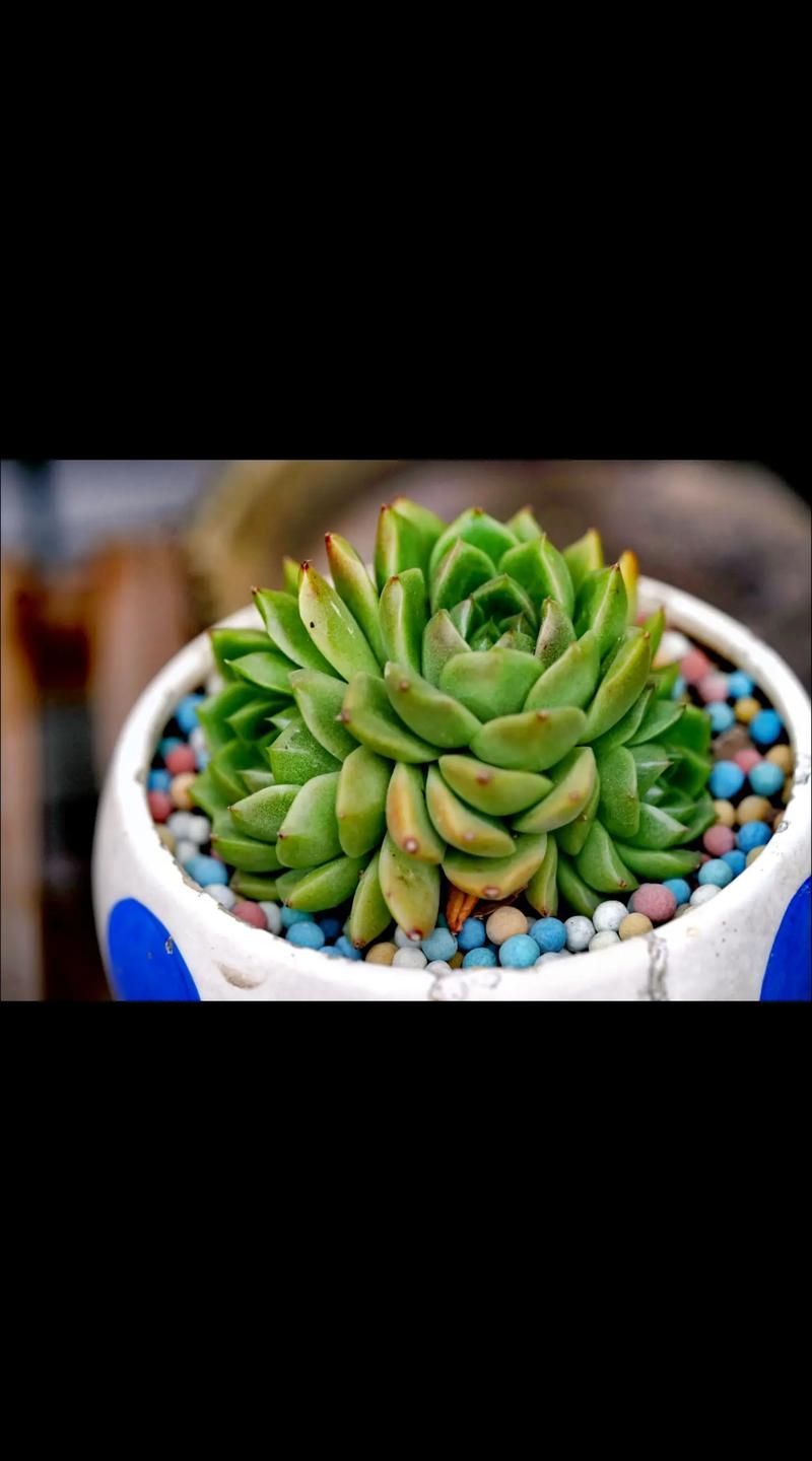 委內瑞拉紅勾丁魚的價格是多少？，委內瑞拉紅勾丁魚價格是多少？ 委內瑞拉紅勾丁魚的價格是多少？，委內瑞拉紅勾丁魚價格是多少？ 龍魚百科 第2張