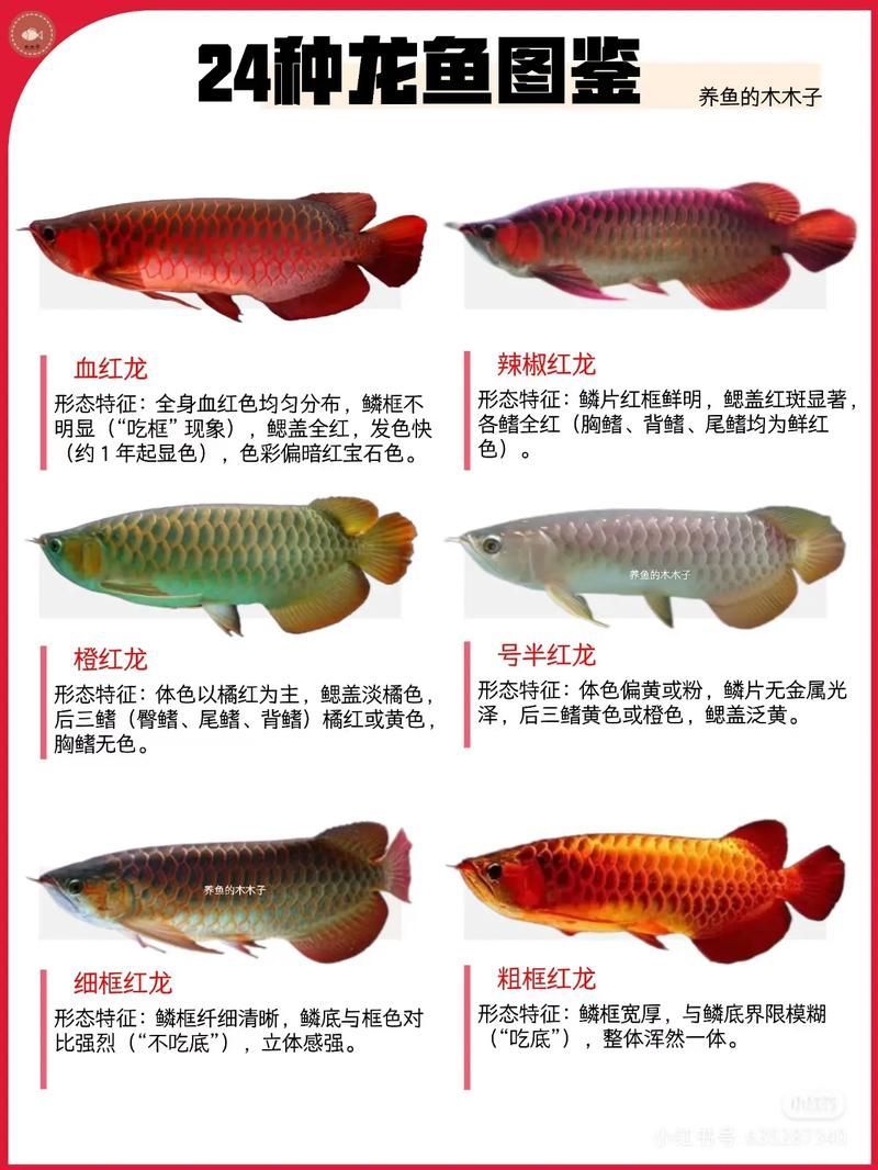 如何辨別龍魚品種和價格？，十款熱門龍魚大揭秘，紅龍、金龍等品種全解析 如何辨別龍魚品種和價格？，十款熱門龍魚大揭秘，紅龍、金龍等品種全解析 龍魚百科 第2張