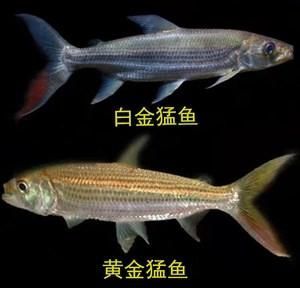 如何飼養泰龐海鰱魚？，如何飼養泰龐海鰱魚