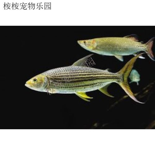 如何飼養泰龐海鰱魚？，如何飼養泰龐海鰱魚