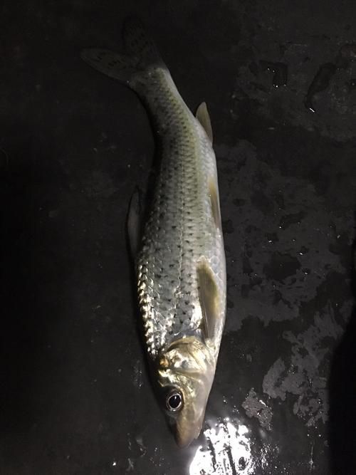 如何飼養泰龐海鰱魚？，如何飼養泰龐海鰱魚