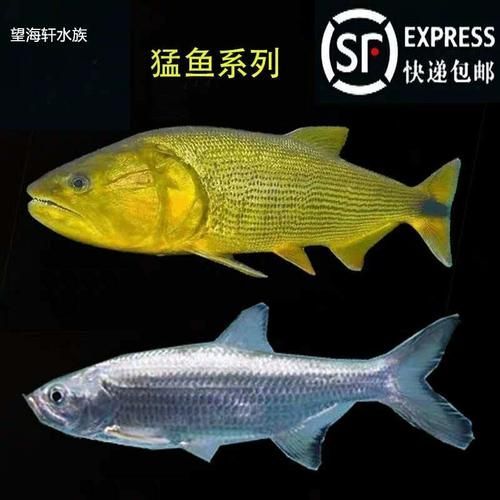如何飼養泰龐海鰱魚？，如何飼養泰龐海鰱魚