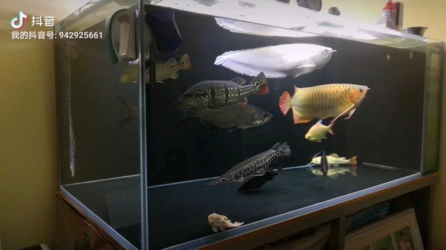 如何飼養泰龐海鰱魚？，如何飼養泰龐海鰱魚