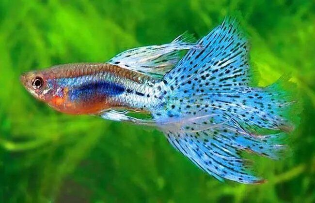 魚爛尾巴病早期癥狀有哪些，魚爛尾巴病早期癥狀有哪些魚爛尾病早期癥狀有哪些