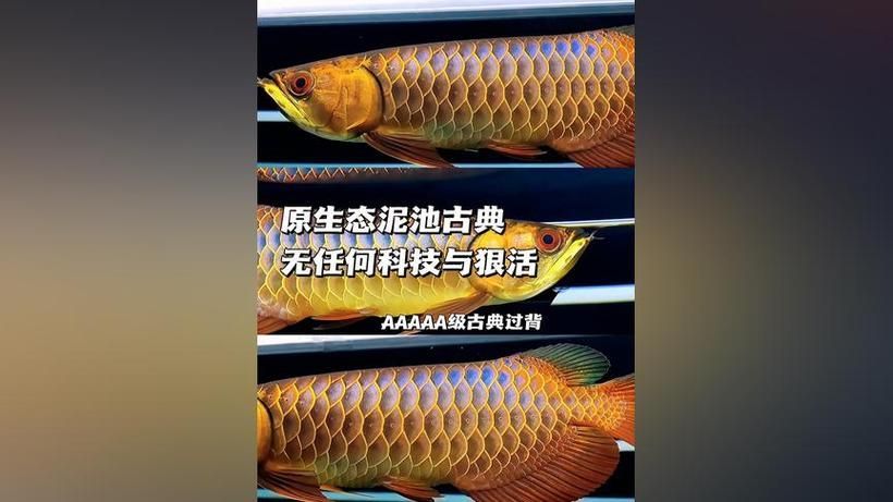 給我一些古典藍(lán)底過背金龍的圖片，古典藍(lán)底過背金龍 給我一些古典藍(lán)底過背金龍的圖片，古典藍(lán)底過背金龍 龍魚百科 第23張